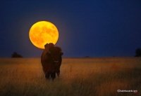 Buffalo Moon.jpg
